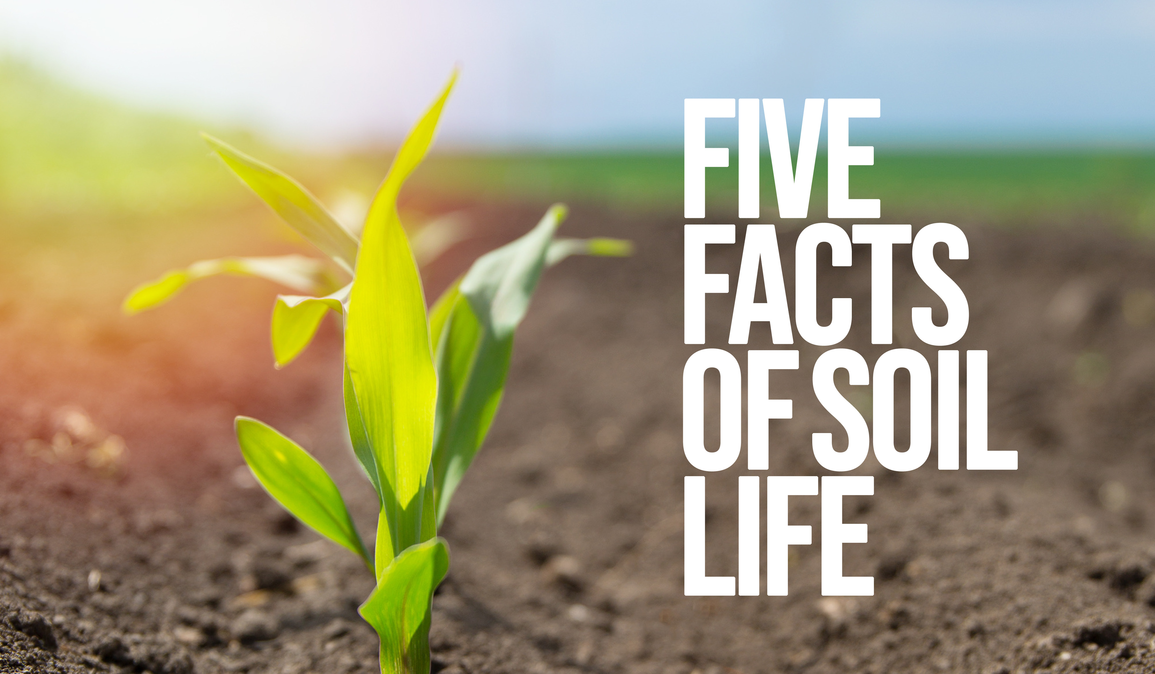 Five Facts of Soil Life